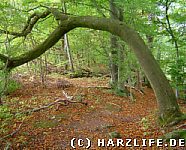 Ein Baum wie ein Torbogen
