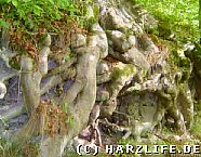 Baumwurzeln