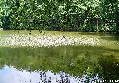 Der Mönchsee bei Liebenrode