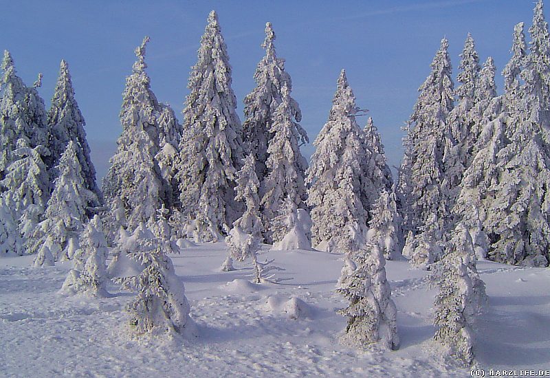 Winter im Harz - Winterwald