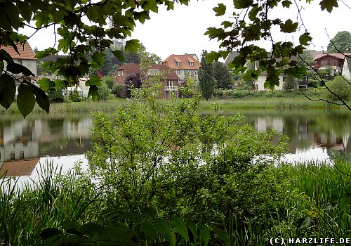 Der Ochsenpfuhl-Teich in Herzberg