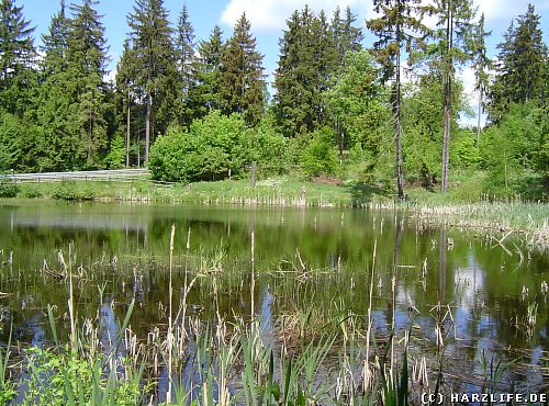 Der Hasenteich bei Altenbrak