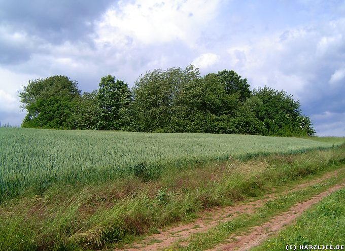 Das Kleine Seeloch - Erdfall bei Hochstedt