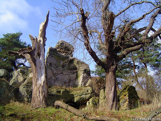 Langenstein - Bizarre Felsen und Bäume