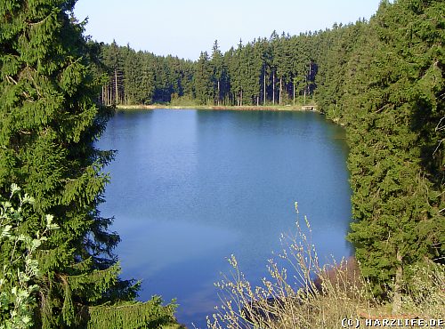 Mittlerer Grumbacher Teich bei Bockswiese im Harz