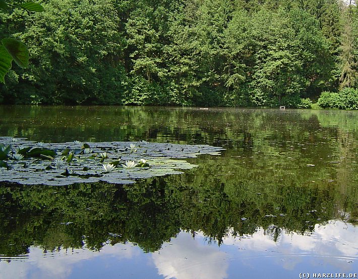 Am Großen Seeloch - Erdfallsee mit Seerosen