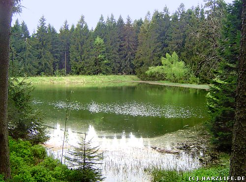 Der ThanTeich zwischen Hahnenklee und Bockswiese im Harz