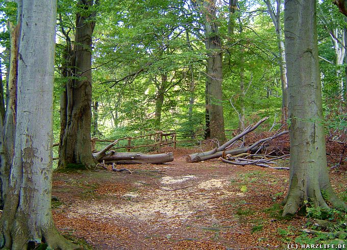 Naturschutzgebiet Itelteich bei Walkenried - An den Itelklippen