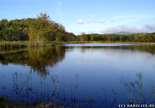 Der Andreasteich in Walkenried