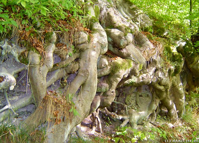 eindrucksvolle Baumwurzeln im Naturschutzgebiet Itelteich Naturschutzgebiet Itelteich bei Walkenried - Baumwurzeln auf der Suche nach festem Boden