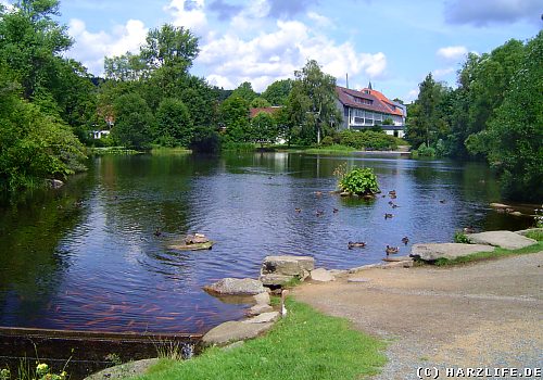 Kurparkteich in Braunlage