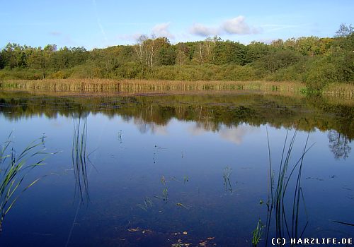 Der Bruns-Teich bei Walkenried