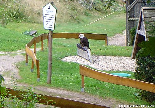 Weißkopfseeadler auf dem Gelände des Harzfalkenhofes