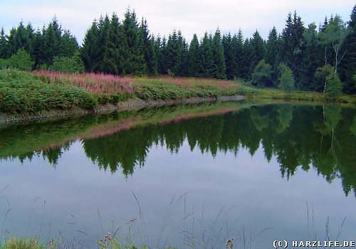 Blick auf den Oberen Hüttenteich Oberer Hüttenteich