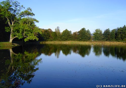 Der Röseteich bei Walkenried