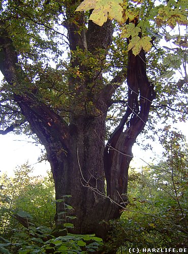 Das Naturdenkmal Sachseneiche