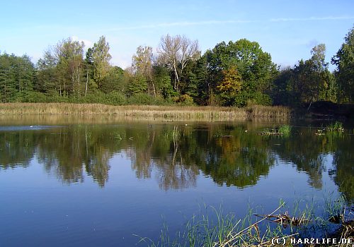 Der Sack-Teich bei Walkenried