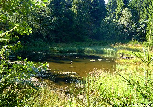 Unterer Einersberger Teich zwischen ClausthalZellerfeld und Wildemann