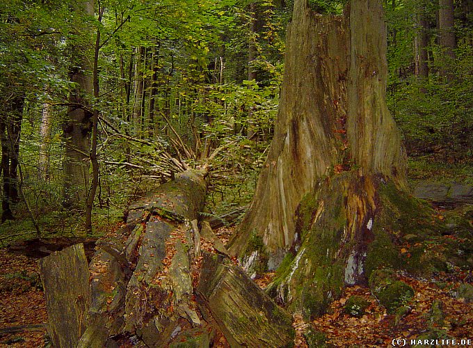 Toter Baumriese im Naturdenkmal Dicke Tannen